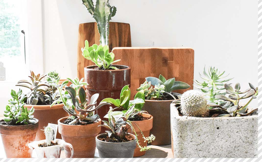 鉢に入った多肉植物の写真