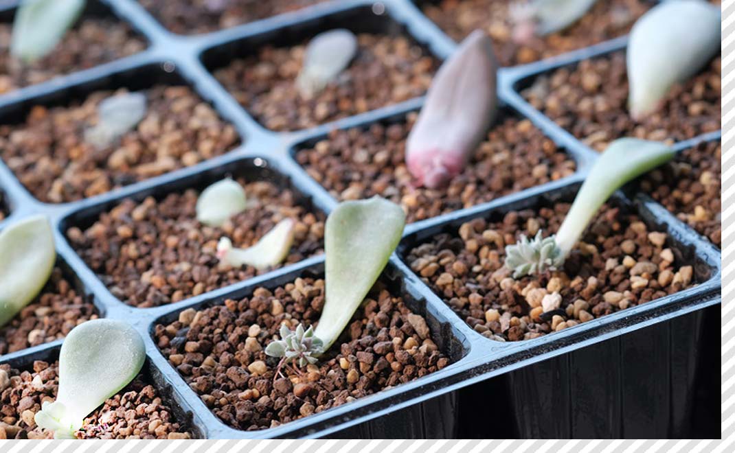多肉植物を栽培している写真