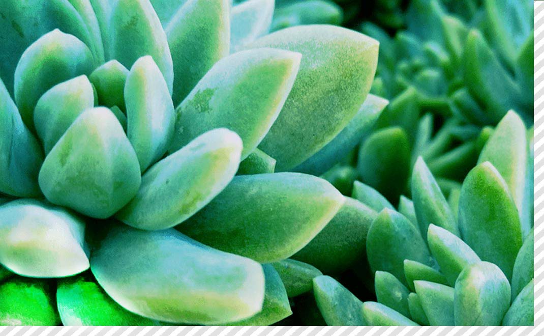 多肉植物・セダムの写真