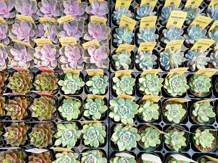 Saiki Engei・店内