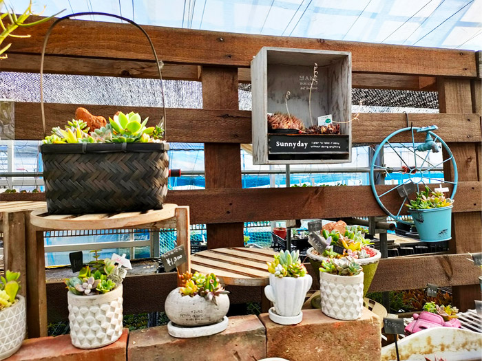 Saiki Engei・店内