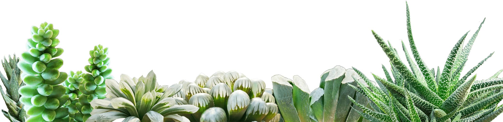 多肉植物の写真