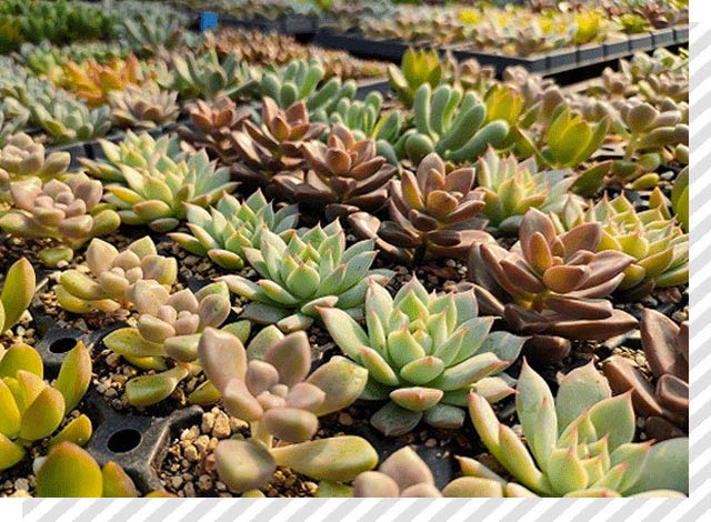 多肉植物の苗の写真