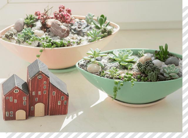 多肉植物の器の写真