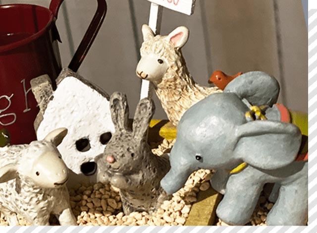 多肉植物の飾りの写真