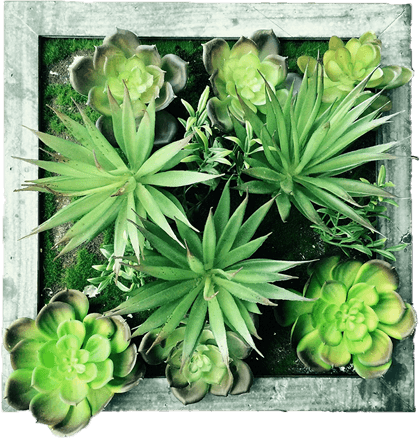 多肉植物の寄せ植え