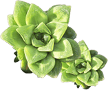 多肉植物の寄せ植え