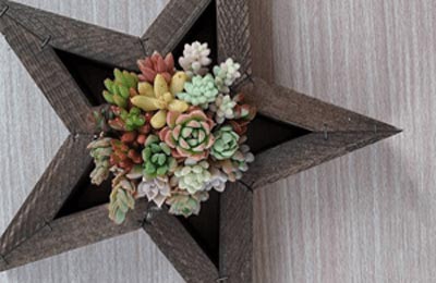 多肉植物の寄せ植え