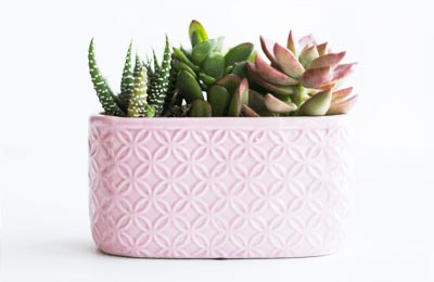 多肉植物の寄せ植え