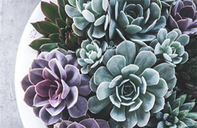 多肉植物の寄せ植え