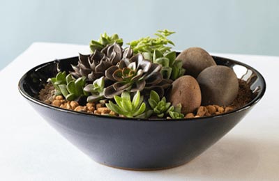 多肉植物の寄せ植え