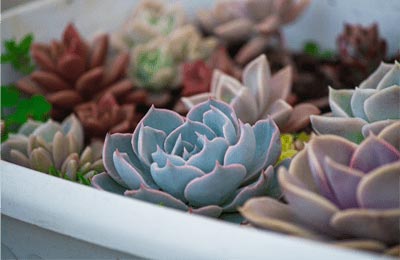 多肉植物の寄せ植え