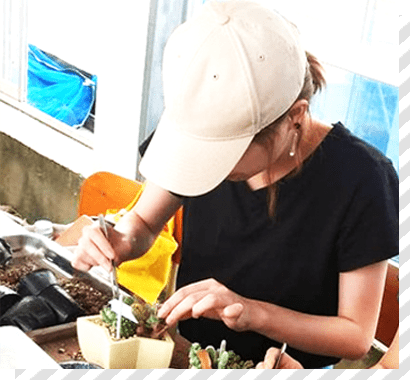 多肉植物の植える写真