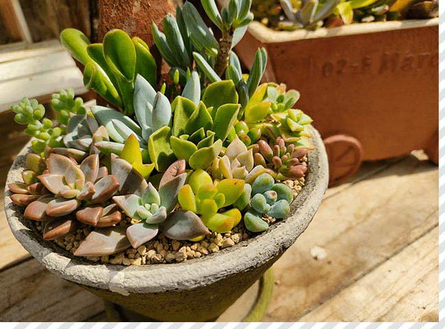 多肉植物の寄せ植え完成の写真