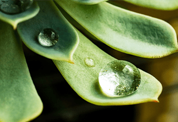 多肉植物の雫