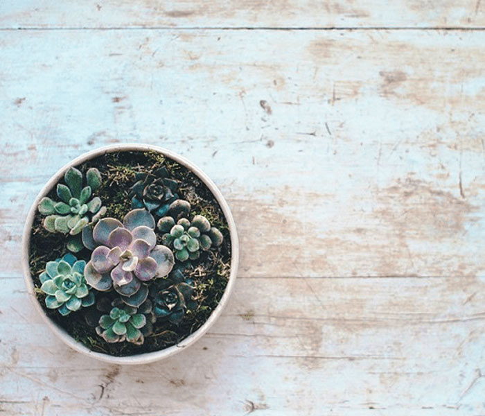 「多肉植物の寄せ植え体験教室」多肉植物の寄せ植えの画像